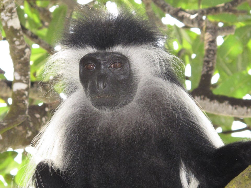 Kolobusaffe Baobab Beach Resort & Spa