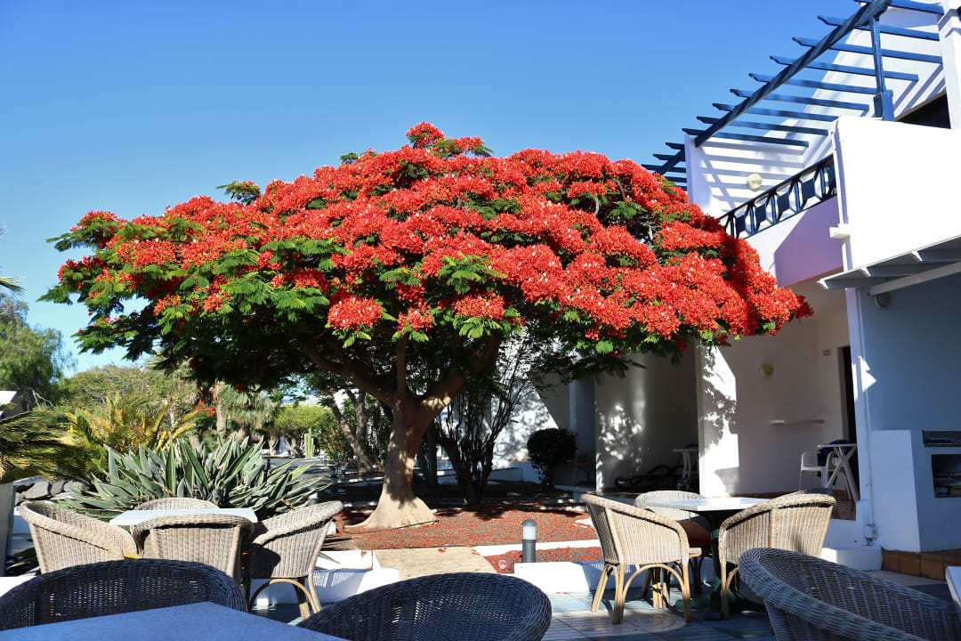 Restaurant Relaxia Olivina