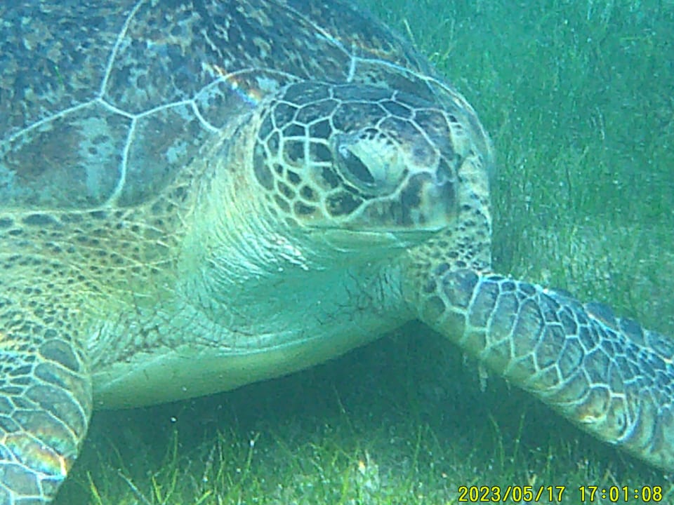 Sport & Freizeit Shams Prestige Abu Soma-Adults Only