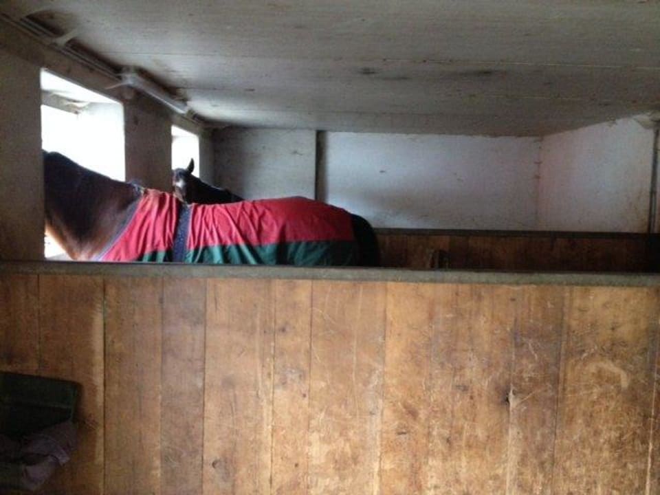 Aussenboxen von innen Hotel Strasserwirt Reiterhof