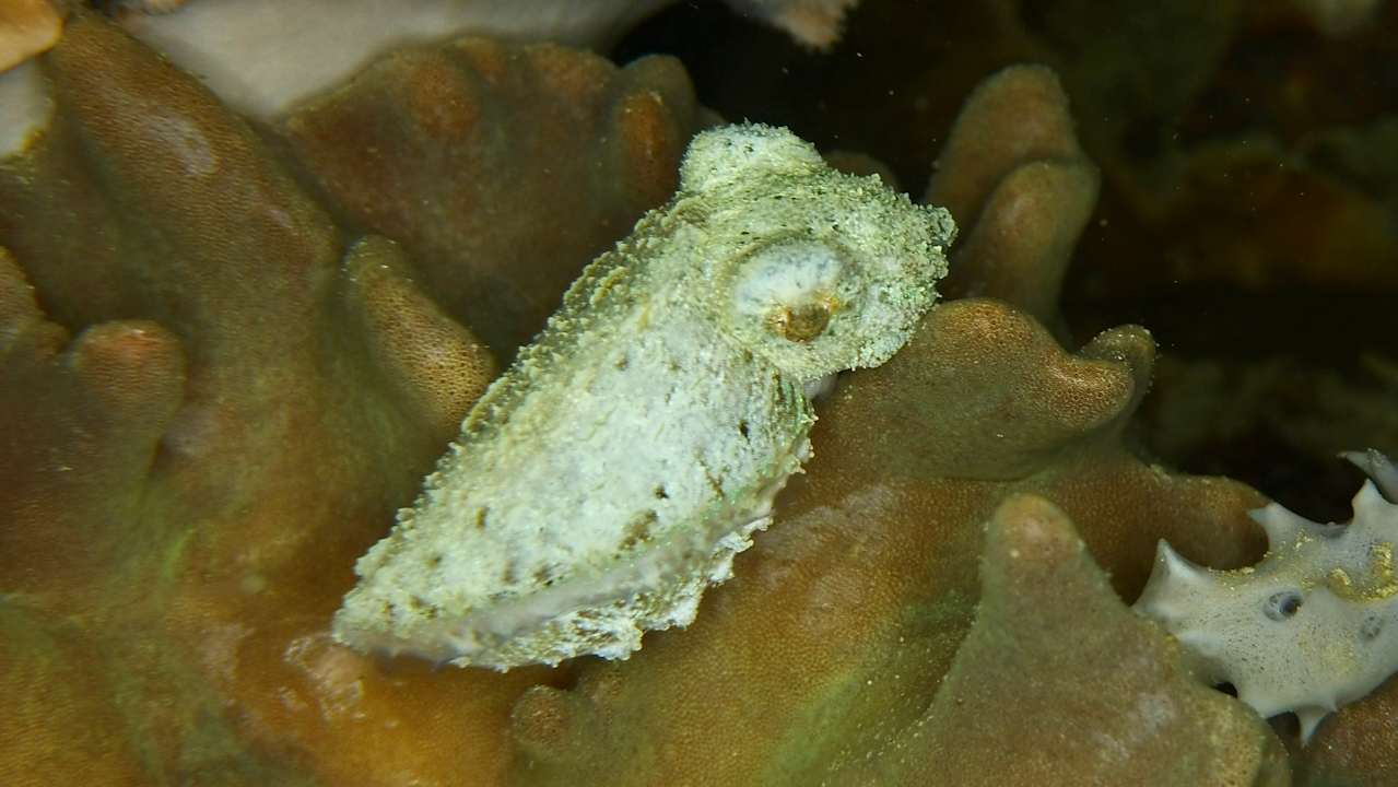 Sport & Freizeit Tompotika Dive Lodge