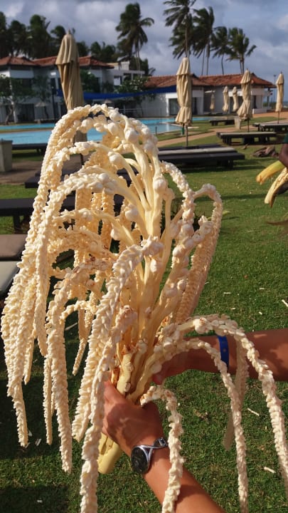 Garten Club Hotel Dolphin