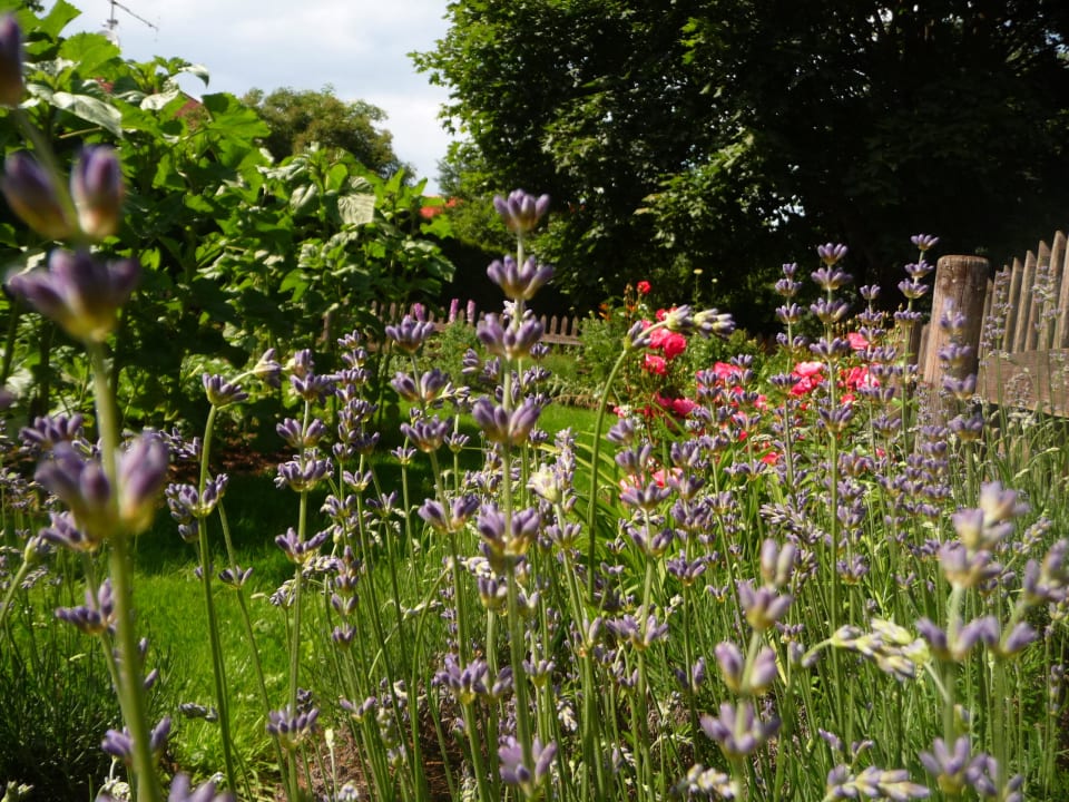 Blumen & Blüten im Garten des Sporthotel Achental Das Achental Resort