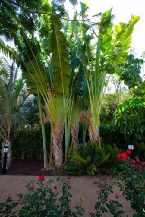 Gartenanlage Hotel Cordial Mogán Playa