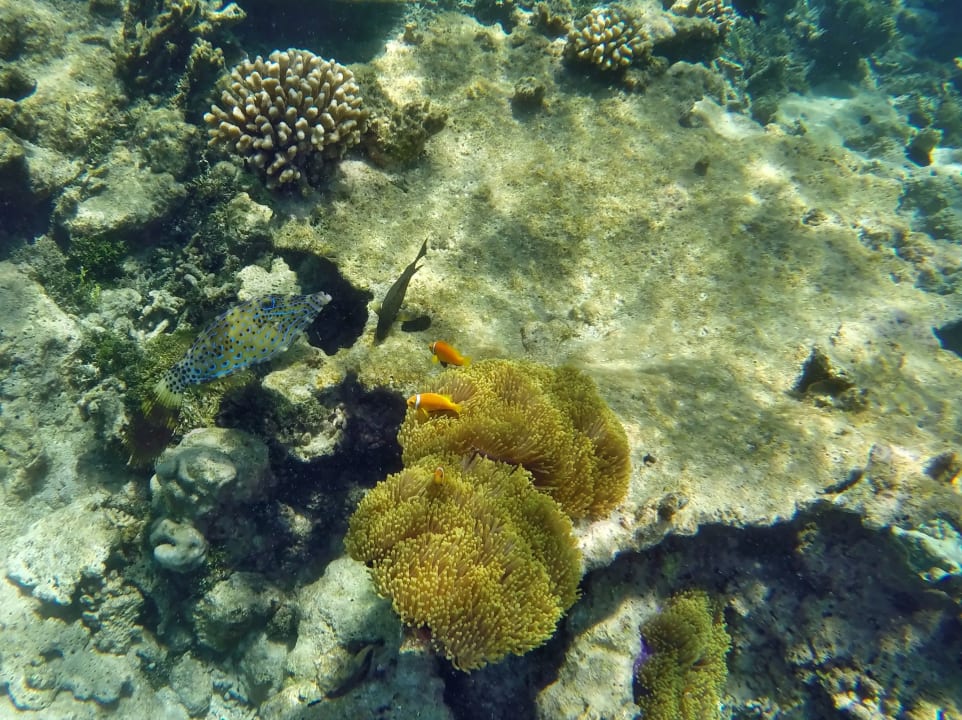 Schrift - Feilenfisch,  Anemonenfisch NH Collection Maldives Havodda Resort