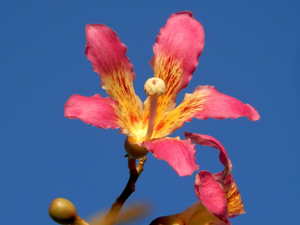 Gartenanlage Steigenberger Aqua Magic