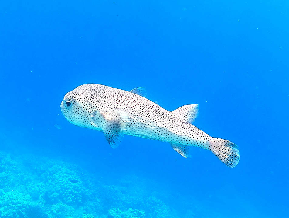 Strand Hotel Sheraton Soma Bay Resort