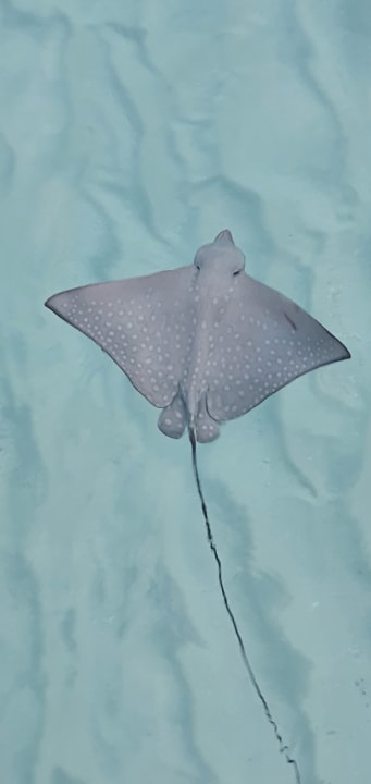 Sport & Freizeit NH Collection Maldives Havodda Resort