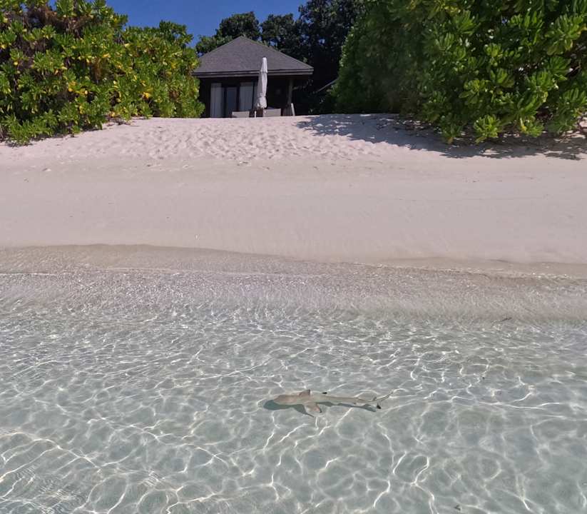 Strand Jawakara Islands Maldives