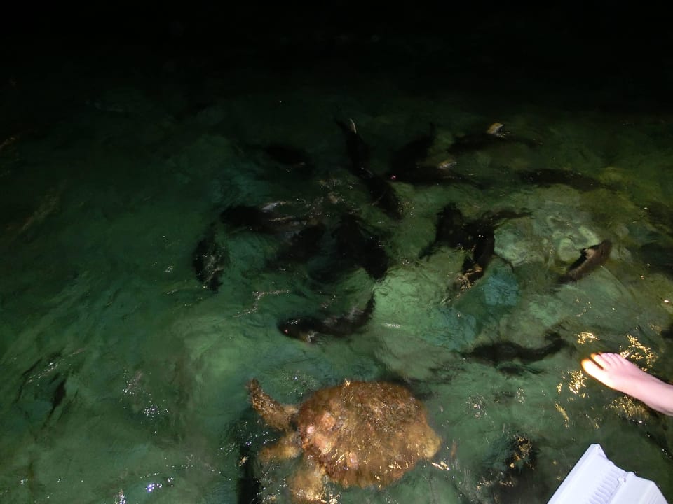 Abendliche Fütterung der Fische und Schildkröte Adaaran Select Meedhupparu Island Resort - Premium All Inclusive