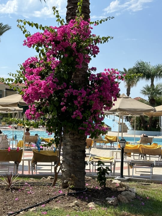 Pool Lindos Princess Beach Resort & Spa