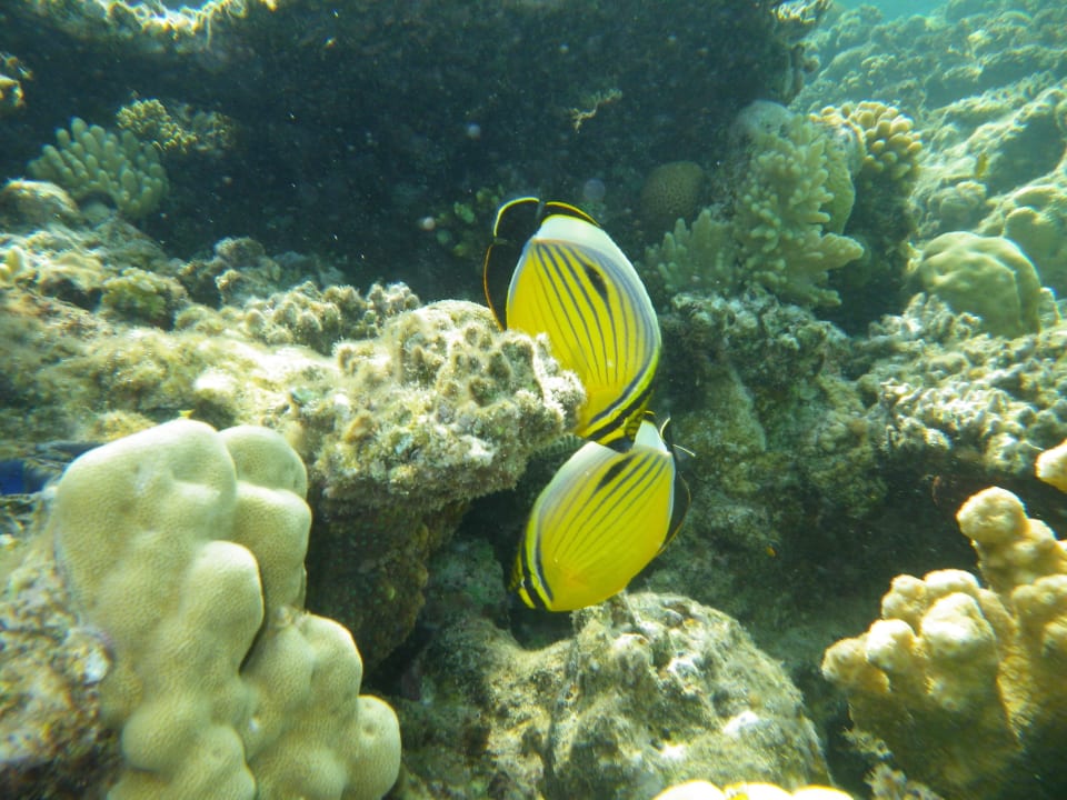 Hausriff Premier Le Reve Hotel & Spa