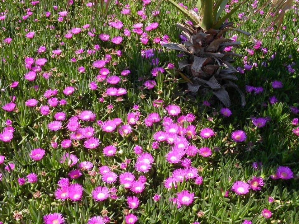 Blumenpracht Megasaray Club Belek