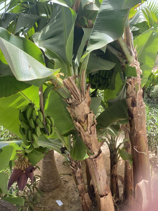 Gartenanlage Hotel Riu Palace Boavista