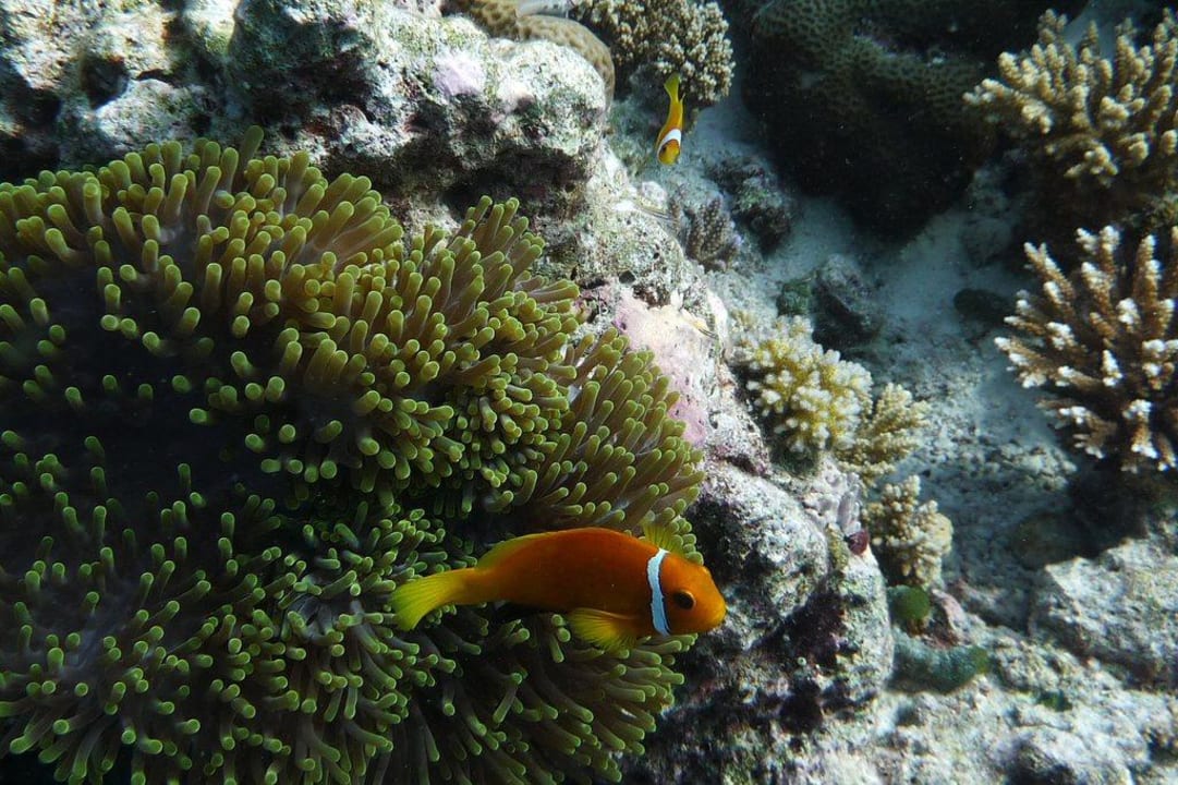 Unterwasserwelt - Anemonenfisch Angaga Island Resort