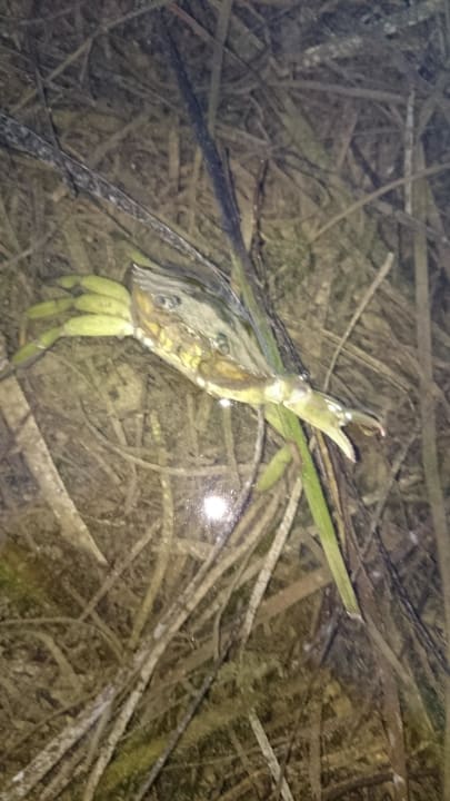 Meerbewohner Villaggio Residence Punta Spin