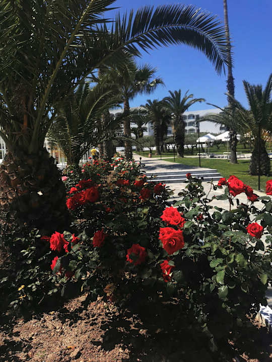 Gartenanlage Kassandra Palace Seaside Resort