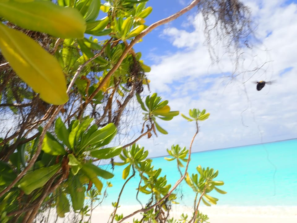 Strand Hondaafushi Island Resort