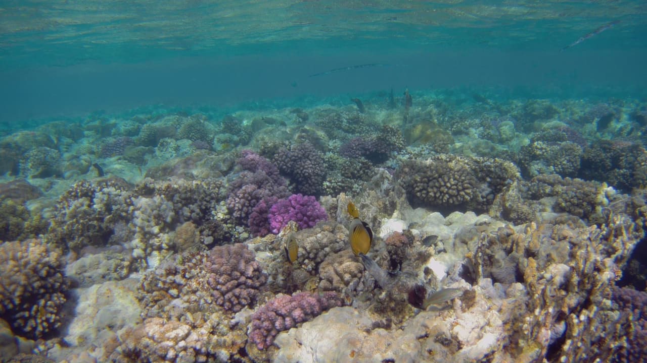 Sport & Freizeit Hotel Gorgonia Beach Resort