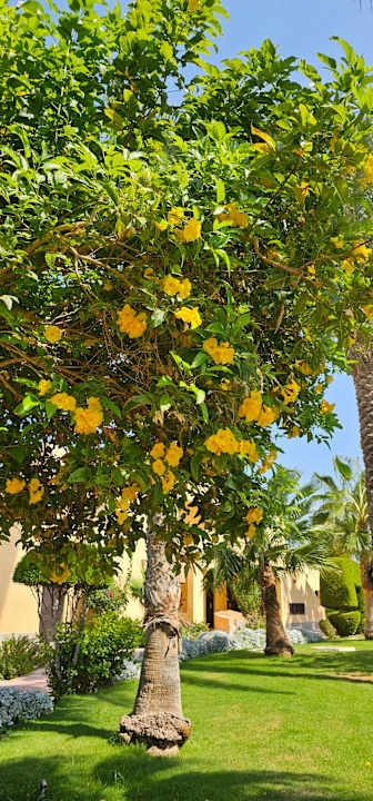 Gartenanlage Wadi Lahmy Azur Resort