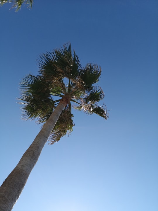 Gartenanlage allsun Hotel Carolina Mare