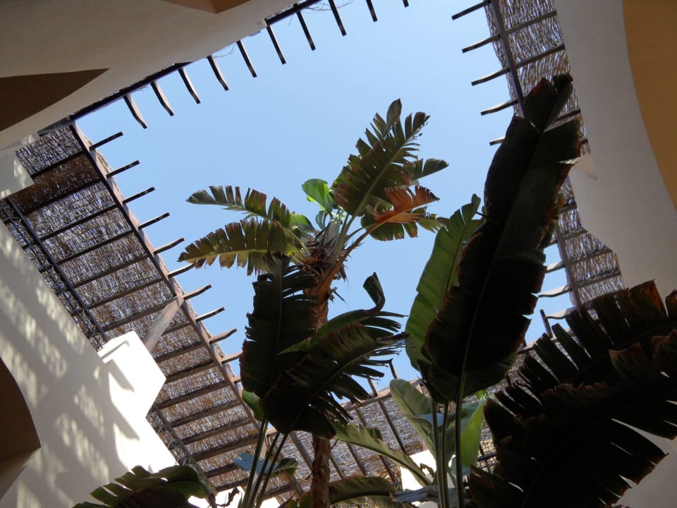 Übergroße Strelizien! Hotel JAZ Makadi Star & Spa