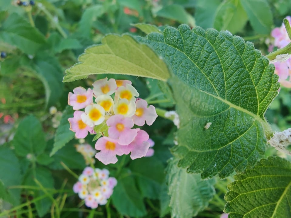 Gartenanlage TUI BLUE Seno - Adults Only