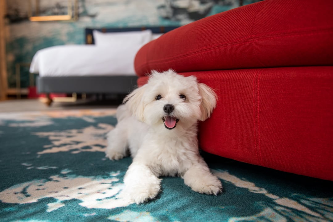 Zimmer Hotel Indigo Dubai Downtown by IHG