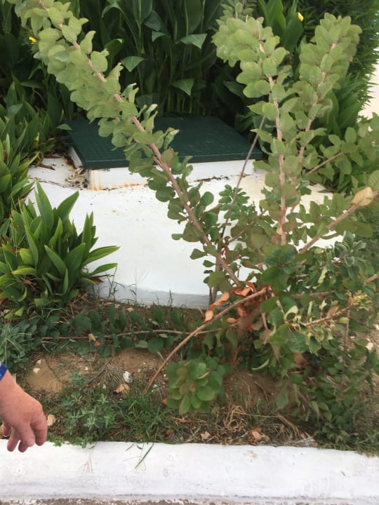 Gartenanlage Sandy Beach Resort