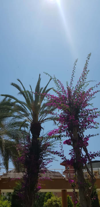 Gartenanlage Alaiye Resort & Spa