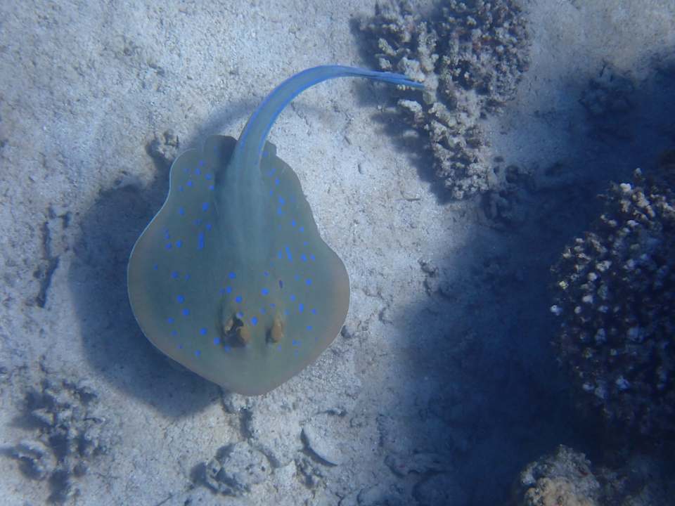 Sport & Freizeit Beach Safari Nubian Resort