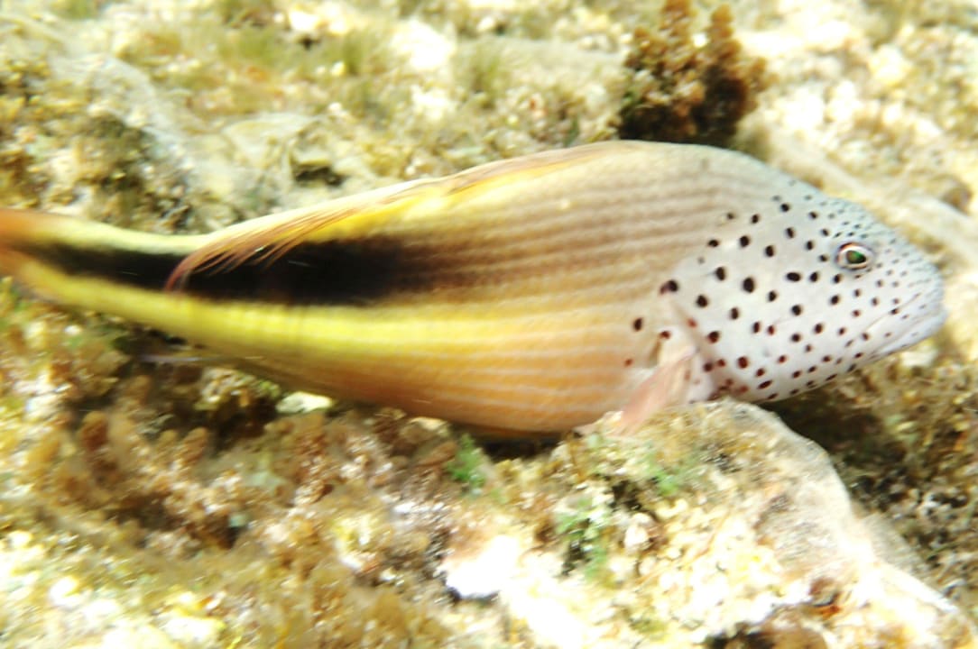 Fisch Pickalbatros Citadel Resort