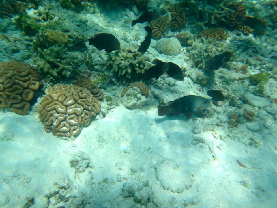 Unterwasserwelt Cinnamon Hakuraa Huraa Maldives