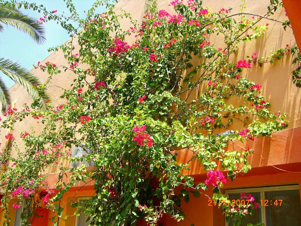 bild der gartenanlage Hawai Beach Club