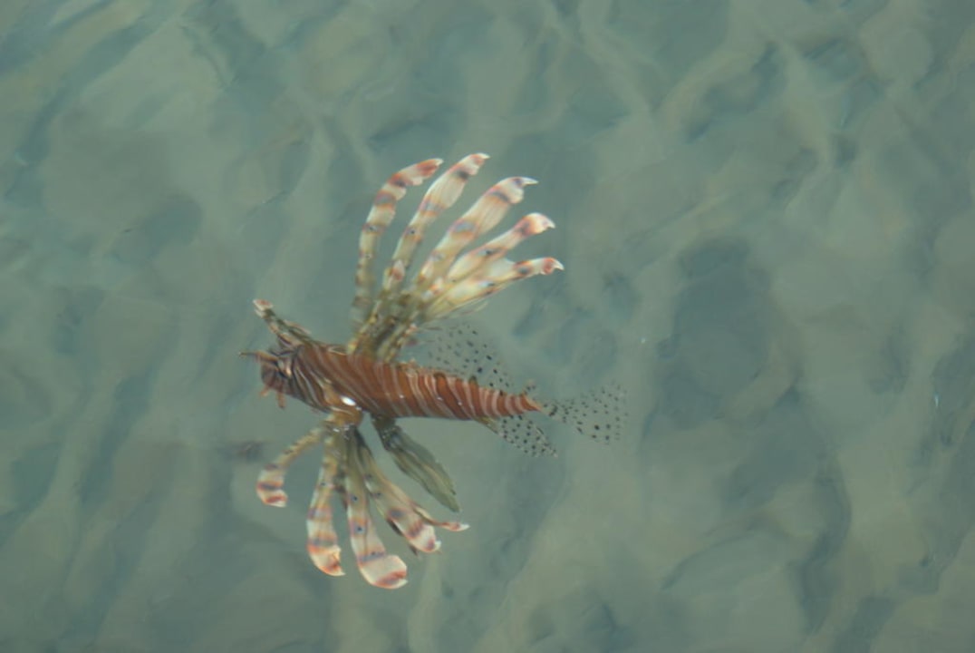 Feuerfisch oder Lionfish Pickalbatros Palace Resort