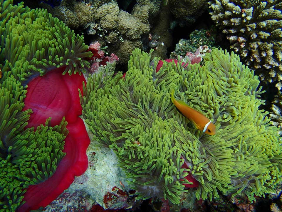 Korallen mit "Nemo" Diamonds Thudufushi