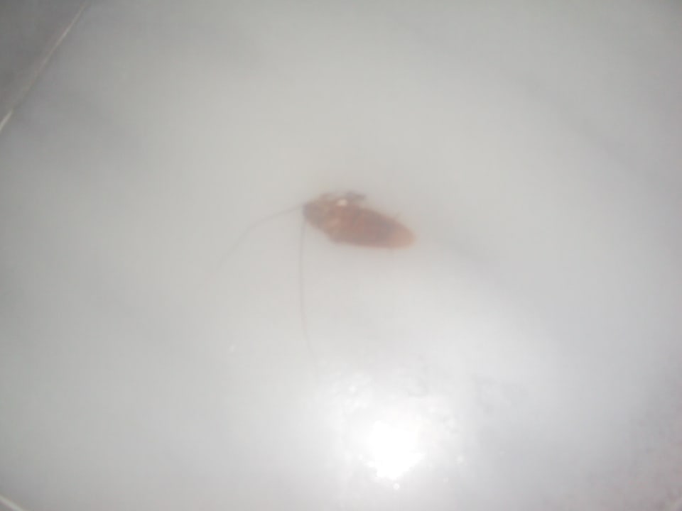 Tote Kakerlake in der Sauna Hotel Lara World