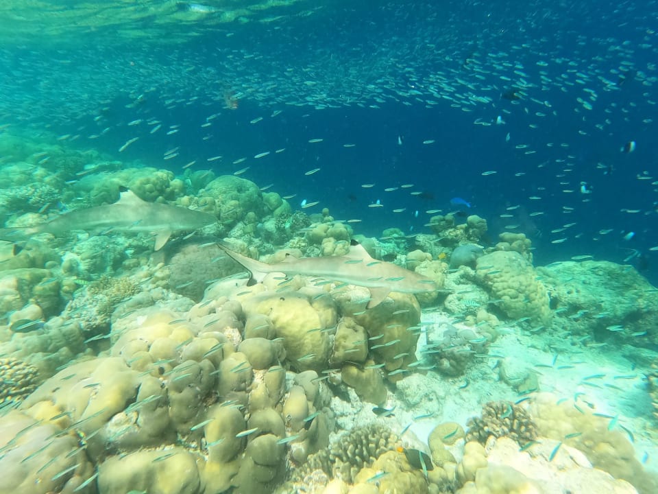 Sport & Freizeit Filitheyo Island Resort