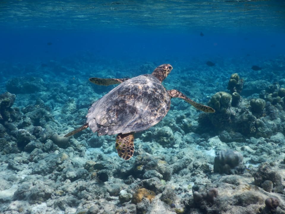 Sport & Freizeit NH Collection Maldives Reethi Resort