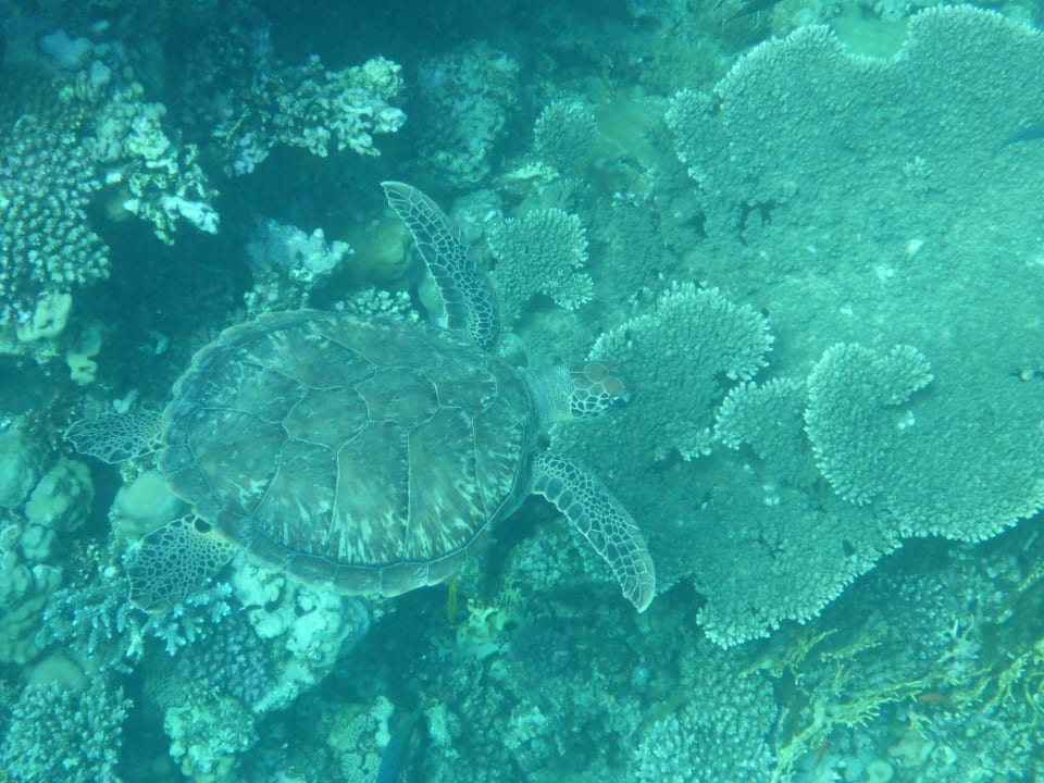 Sport & Freizeit  Novotel Marsa Alam Beach Resort