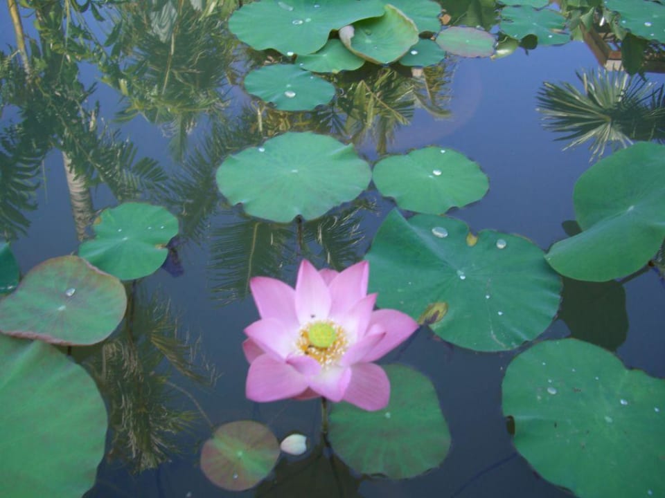 Teich Khao Lak Bhandari Resort & Spa
