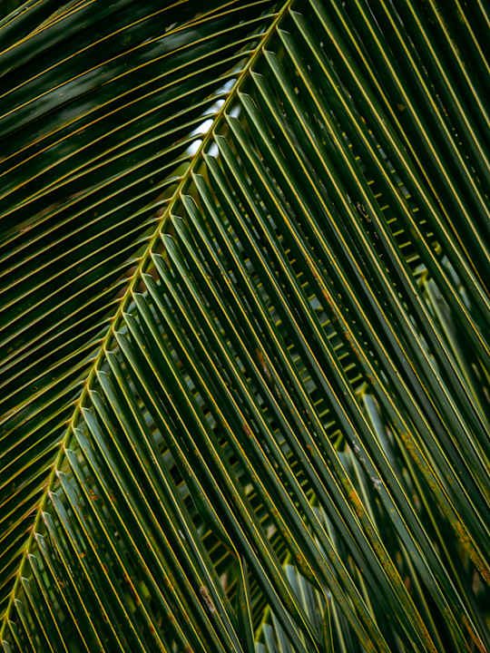Gartenanlage Jungle Paradise