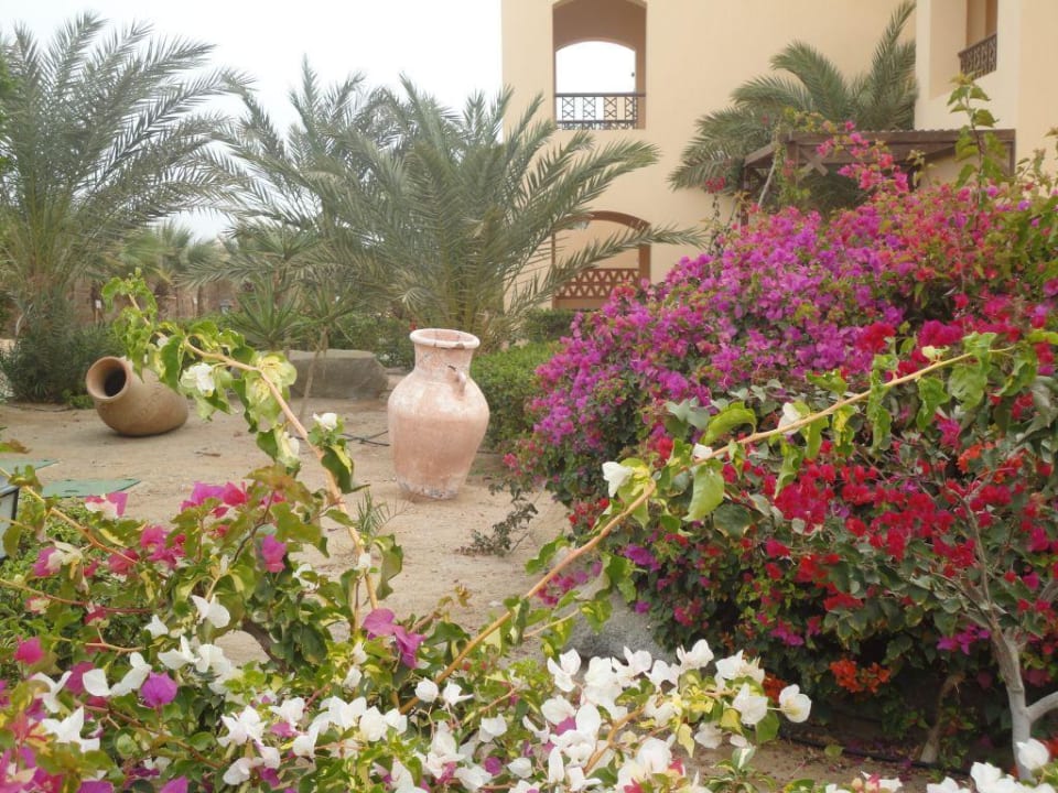 Bougainville,Oleander,Kakteen Steigenberger Coraya Beach - Adults only