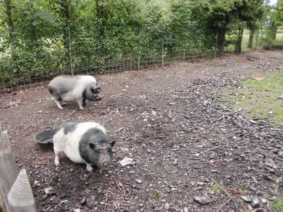 Zoo WAGNERS Hotel im Frankenwald