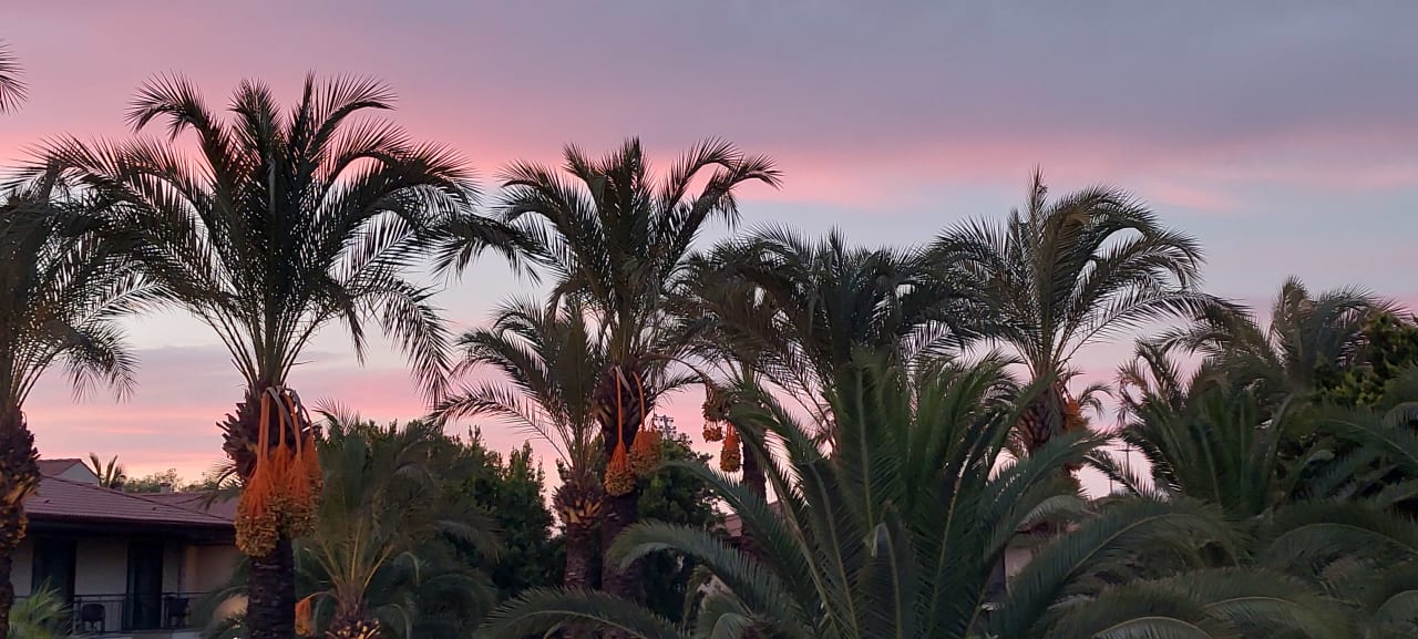 Ausblick TUI BLUE Palm Garden