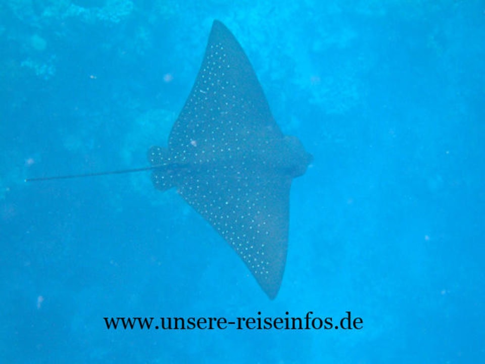 Adlerrochen am Hausriff Fihalhohi Maldives