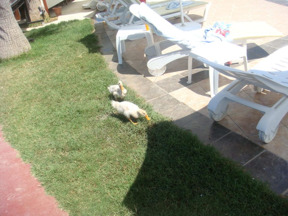 Unser "Abendessen" Oz Hotels Incekum Beach