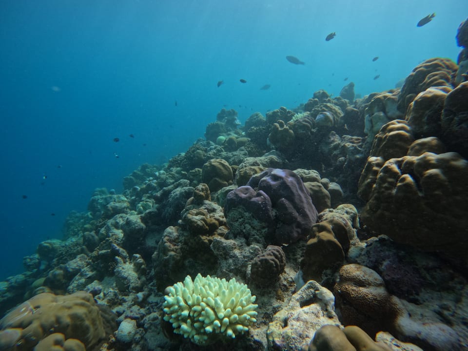 Sport & Freizeit Adaaran Select Meedhupparu Island Resort - Premium All Inclusive