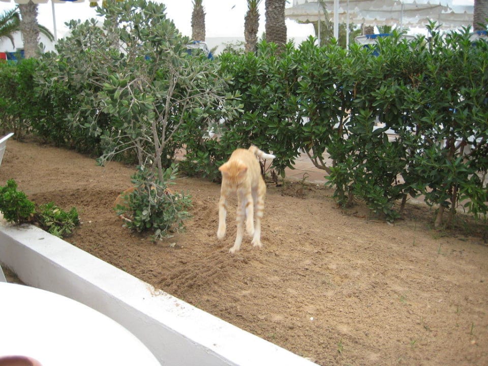 Hotelkätzchen als Fliegenfänger Hotel Meninx Djerba