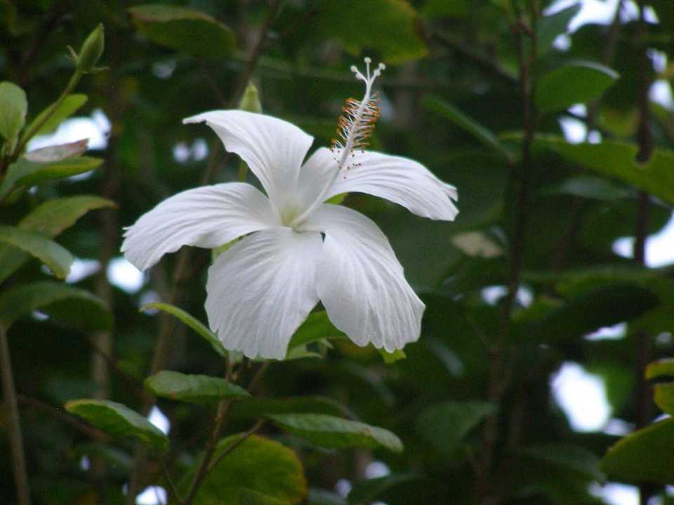Blumen des Hotels Le Peninsula Bay Beach Resort & Spa